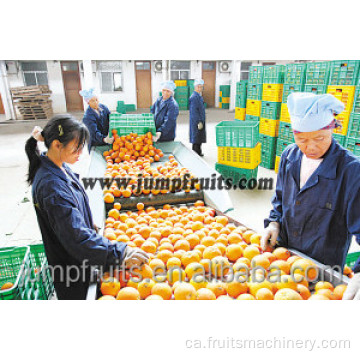 Línia de producció de fruites de taronja de llimonada cantant